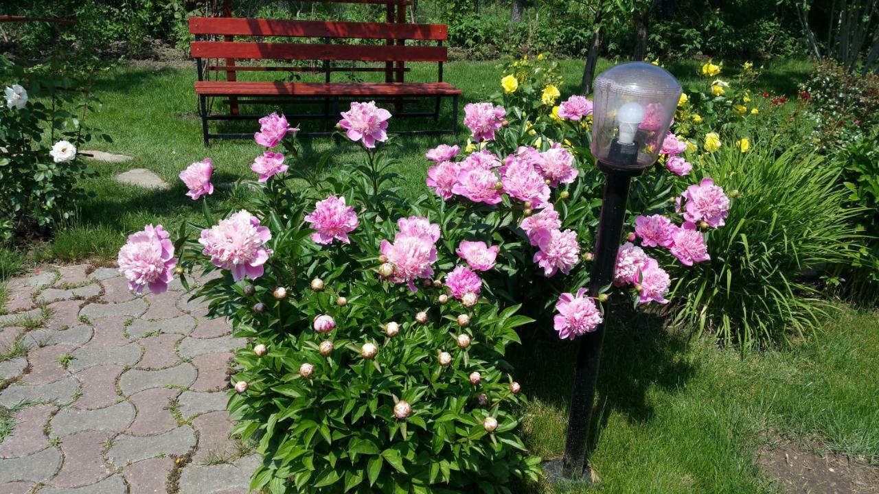 Pension Delia Gardens 티미쇼아라 외부 사진